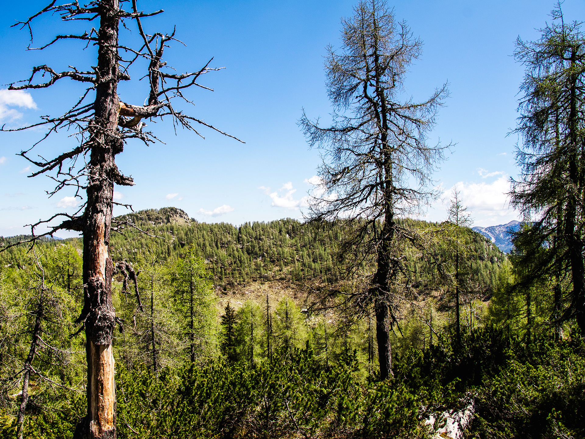 Trees in the Julian Alps