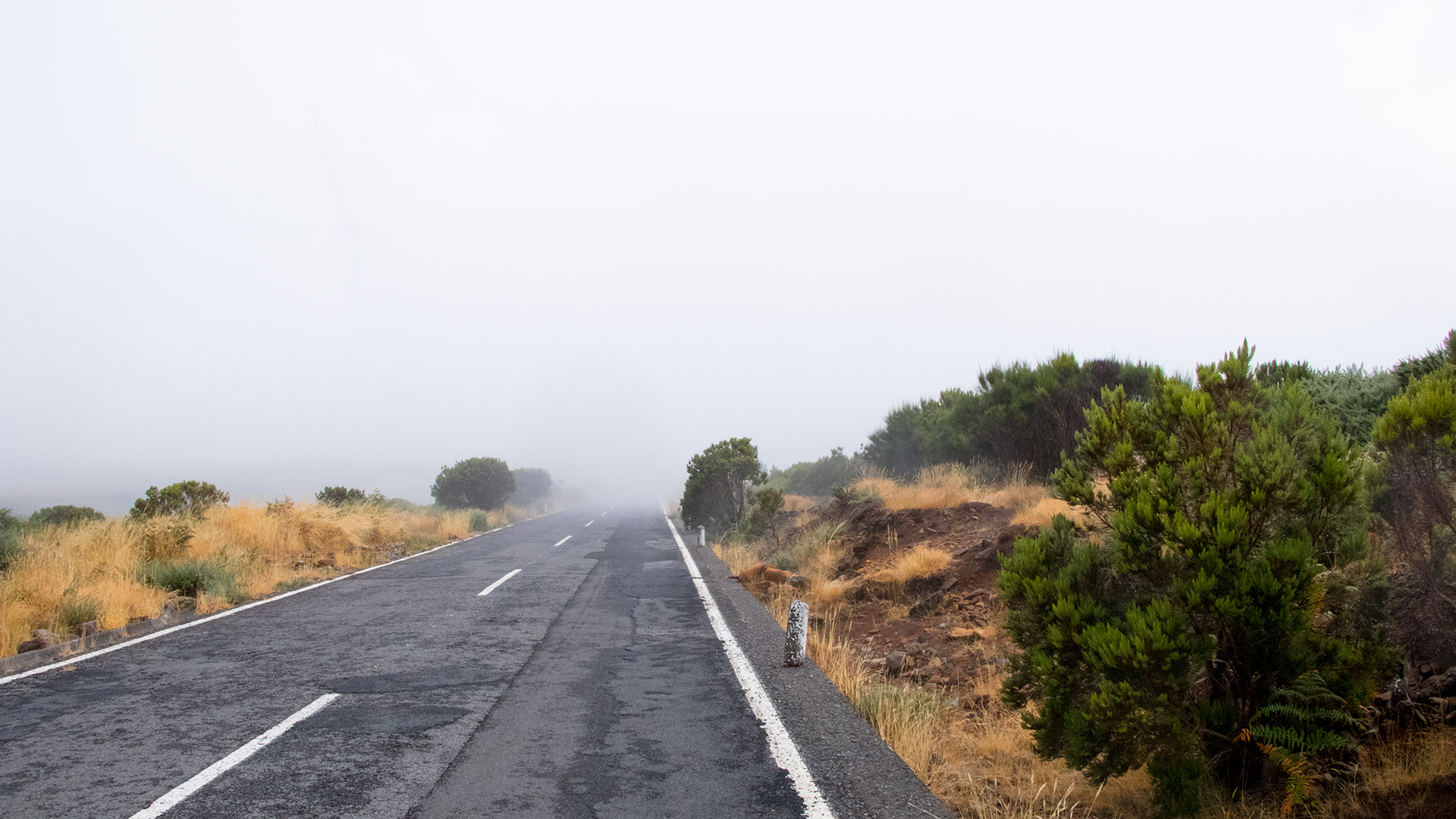 outsidematerial-madeira-trek-hiking-street-paul-da-serra-fog paul da serra street