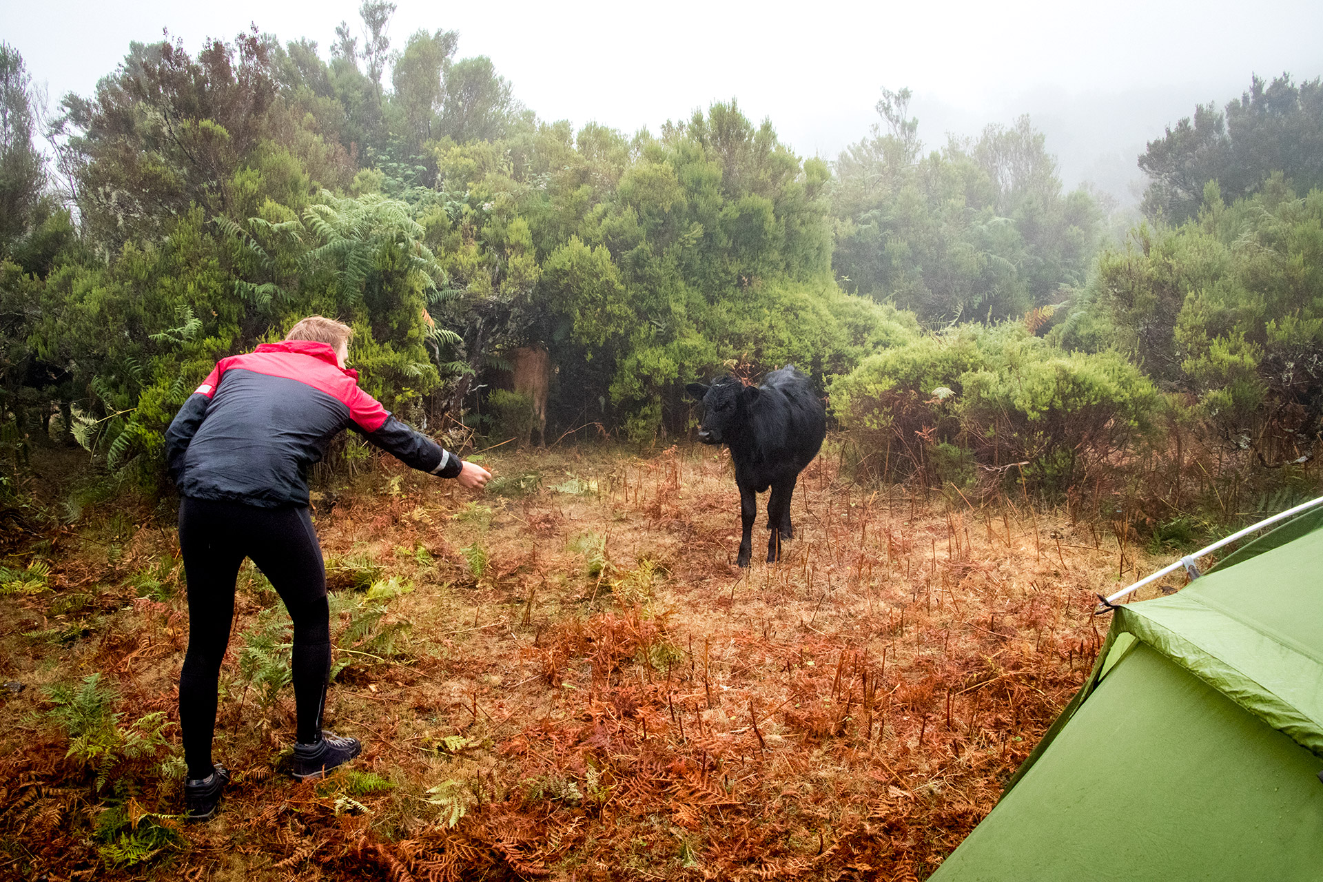 madeira camping paul da serra cows