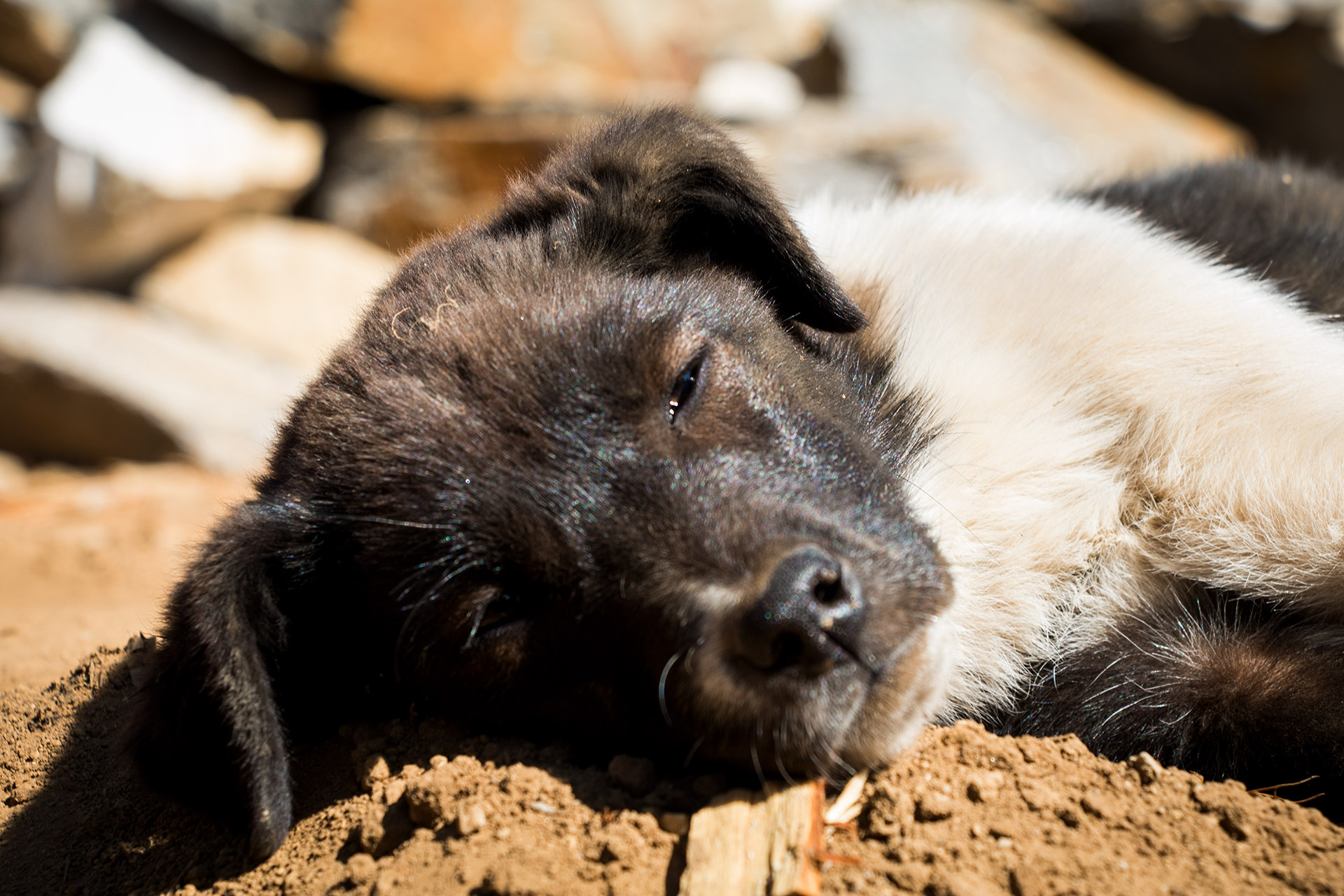 outsidematerial-nepal-ebc-everest-himalaya-dog-puppy